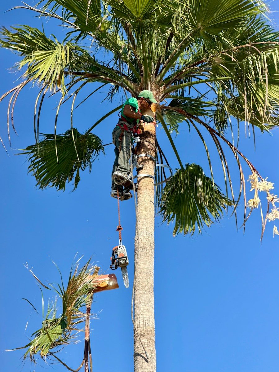 arboristika
